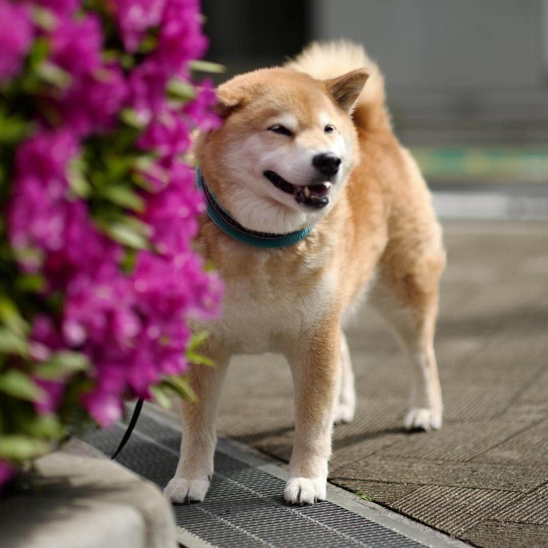 まる（まるたろう）さんのインスタグラム写真 - (まる（まるたろう）Instagram)「Which do you like Red or white?✨🐶✨赤と白どっちがいい？ #白桃とか選択肢ないからね #そういうの聞いてない #ツツジが綺麗ですね」4月25日 9時21分 - marutaro