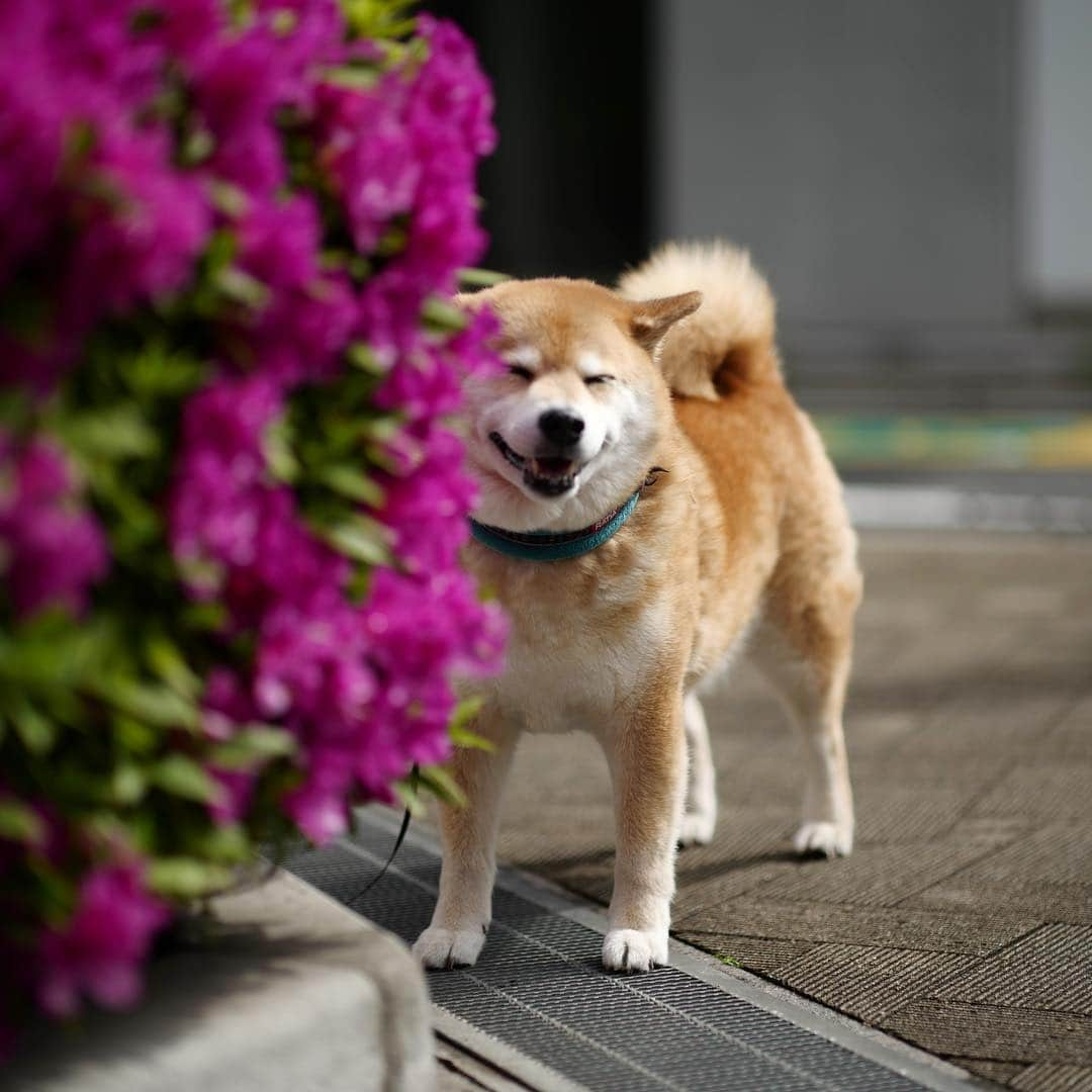 まる（まるたろう）さんのインスタグラム写真 - (まる（まるたろう）Instagram)「Which do you like Red or white?✨🐶✨赤と白どっちがいい？ #白桃とか選択肢ないからね #そういうの聞いてない #ツツジが綺麗ですね」4月25日 9時21分 - marutaro