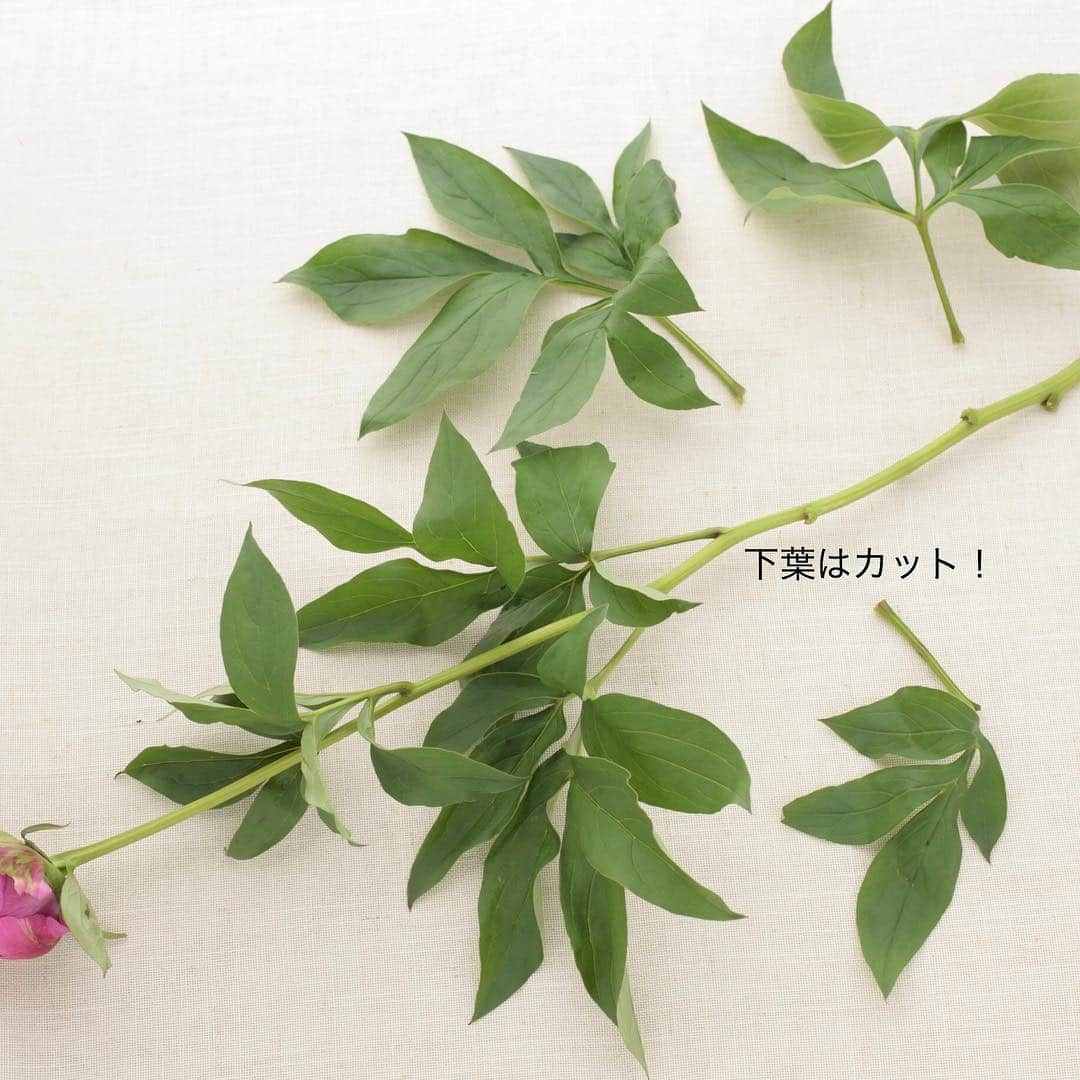 雑誌『花時間』さんのインスタグラム写真 - (雑誌『花時間』Instagram)「おはようございます。今朝は、旬を迎えた花の実用ネタをご紹介します。なんの花かと言えばシャクヤク。買ったら、あーっと言う間にフルオープンになることもありますが、ときどき、うんともすんとも言わず、つぼみのまんまということもありますよね。そういうときの解決策はふたつ！  ❶霧吹きをつぼみにかける。❷それでもダメなら…水の中で、そっと振り洗いしてみて。開かないのは蜜がつき、花びらを糊のようにくっつけているからなんです。アレンジに不要な下葉は取ってからいけてくださいねー。では、本日も元気smile😊😊😊で頑張りましょう！  それにしても、花びらを開けないシャクヤクは、さぞや焦れったいんでしょうね…。by ピーターパン  If the peony bud does not open, gently wash it in water. Then the petals will be easier to open.  #hana #flower #flowers #flowerslovers #flowerstagram #pinkflowers #花時間 #花時間2019  #花好き #花藝 #花好きな人と繋がりたい #花が好きな人と繋がりたい #花のある生活 #花のある暮らし #シャクヤク #芍薬  #peony  #シャクヤクの季節  日々の花  #botanicallife #花屋さんへ行こう」4月25日 9時26分 - hanajikan_magazine