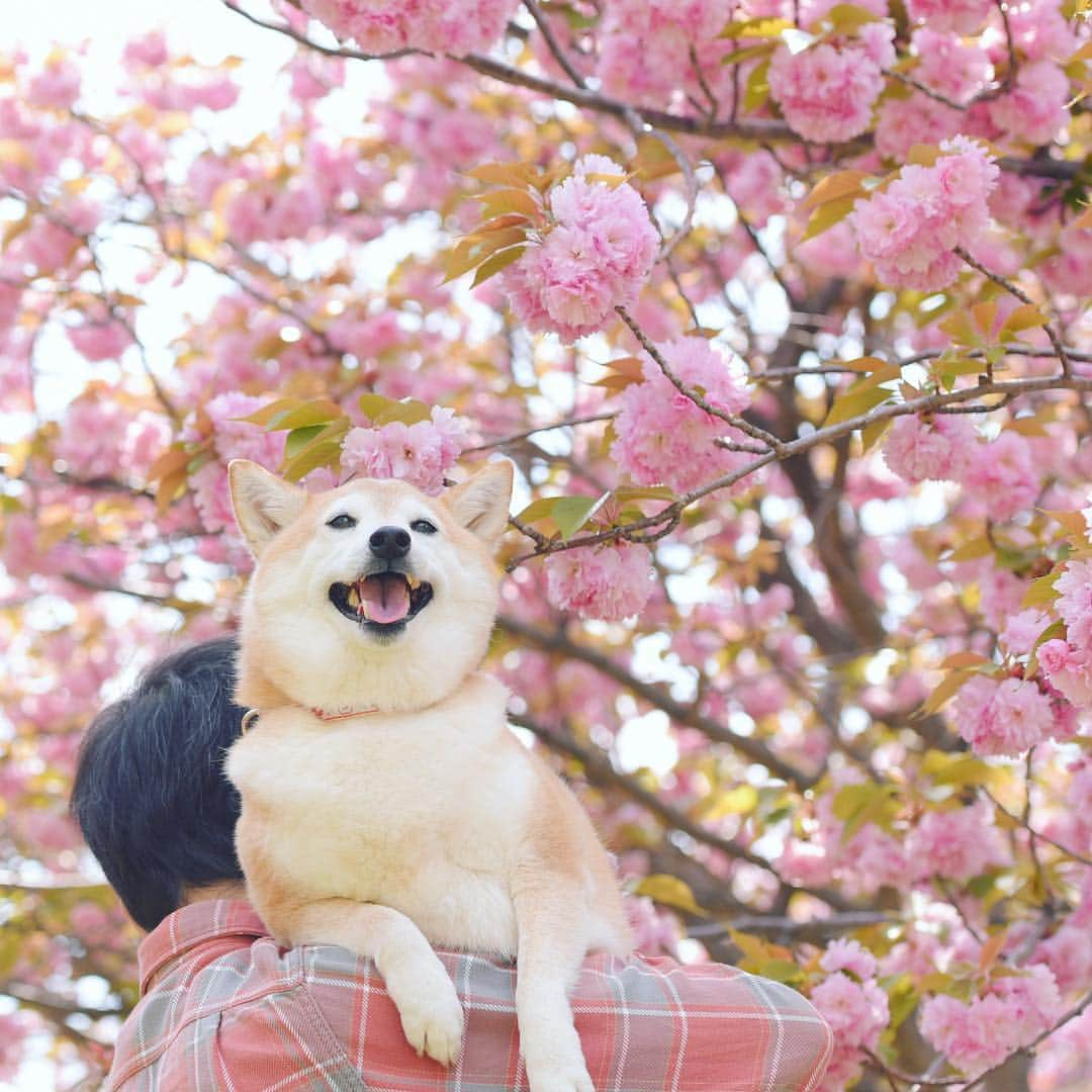 meekooさんのインスタグラム写真 - (meekooInstagram)「りんごさんのこんな可愛い顔を見られないおとさんが気の毒だ😁🌸 2019.4.21撮影」4月25日 9時28分 - meekoo