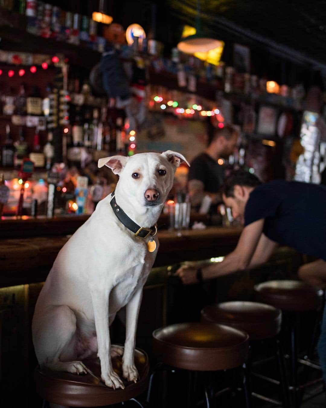 The Dogistさんのインスタグラム写真 - (The DogistInstagram)「Hoagie, “Litter of weirdos” mix (5 y/o), Lucky Dog, Williamsburg, BK • “He’s afraid of trash bags and is not a fan of Huskies or dogs bigger than him. He’s got beef. Does like the ladies, though, and is a big Eagles fan.” @hoagsan」4月25日 9時54分 - thedogist