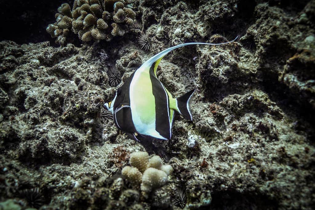 And Youさんのインスタグラム写真 - (And YouInstagram)「The Moorish idol got its name from the Moors of Africa, who believed this elegant fish brought happiness 🐠. . . . #fish #ocean #wildlifephotography #moorishidol #snorkelaroundtheworld」4月25日 9時55分 - dolphinsandyou