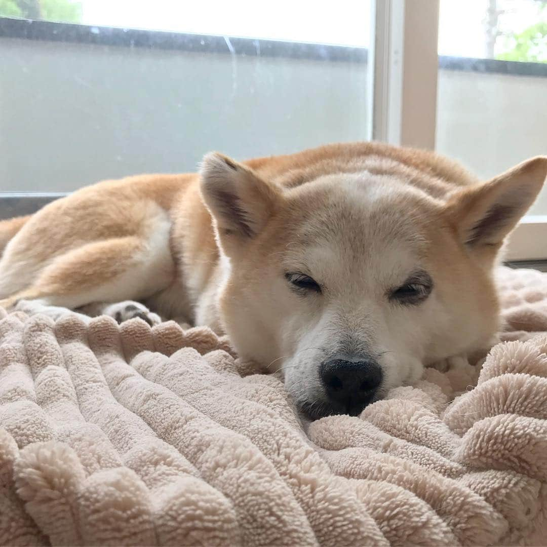 柴犬リリコさんのインスタグラム写真 - (柴犬リリコInstagram)「雨☔️だし寝るに限るよね🐶💤 ※ パンダ🐼部分に毛が生えてきました✨」4月25日 10時03分 - ke_rock_