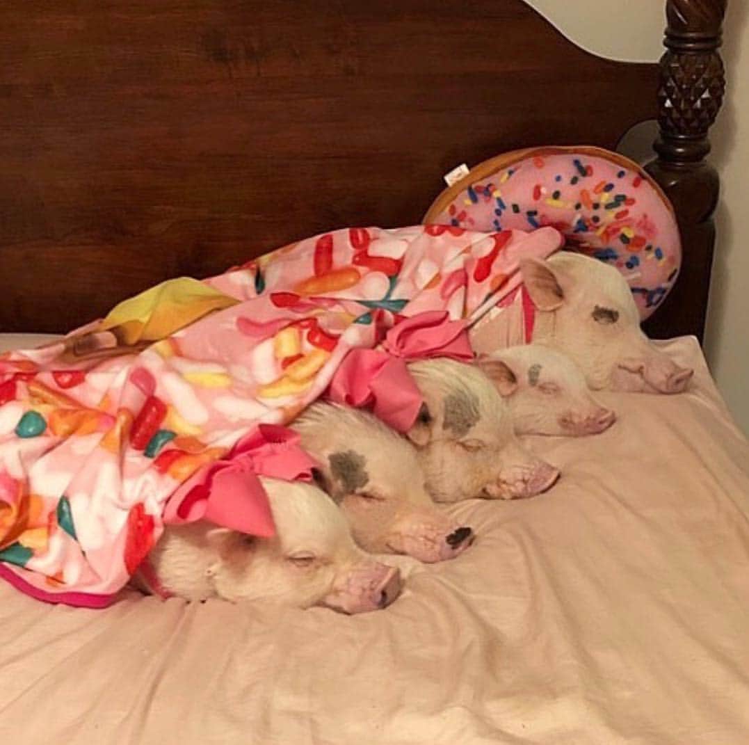 Priscilla and Poppletonさんのインスタグラム写真 - (Priscilla and PoppletonInstagram)「A life without dreams is like a donut without sprinkles. Dreaming that one day this will be the only way you will ever find “pigs in a blanket.”🐷💕🍩#nationalpigsinablanketday #friendsnotfood #PiggyPenn #PoseyandPink #PrissyandPop」4月25日 9時56分 - prissy_pig