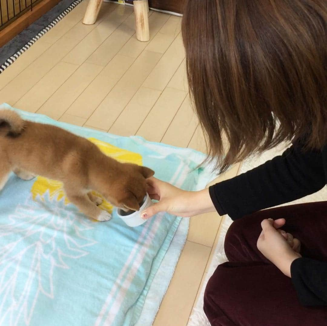 豆柴 サニーちゃんさんのインスタグラム写真 - (豆柴 サニーちゃんInstagram)「. . Good  morning〜おはよ〜🐻🍼💕 . 今日は木曜日なので パピさにたん☺️ . 我が家に来て1週間くらい。 生後2ヶ月ちょっと。 妹のみーちゃんが会いに来てくれたよ💕 . カリカリフードが食べたくて そわそわ🌀 . 当たり前だけど 全てが小ちゃいな〜💓💓 しっぽも細くて 頭はココットくらいだね🥰 . あ〜可愛い〜❣️ . 埼玉に引っ越しっちゃったみーちゃん また会いにいかなきゃね🐻🐾🚗 . . #ベイビーサニー #木曜日のパピーDAY #tbt💓 #生後2ヶ月ちょい #2montholdpuppy #食いしん坊バンザイ🙌 #愛おしいがとまらない #サニーとみーちゃん . #柴犬#豆柴 #赤柴 #まめしばいぬ#まめしば#いぬのきもち#ふわもこ部 #pecoいぬ部#pecotv#サンデイ#サンデイいぬ組#anicas #shiba_snap#todayswanko#west_dog_japan #shibainu #shiba#mameshiba#shibastagram #豆柴サニーちゃん」4月25日 10時08分 - sunny_rei_32