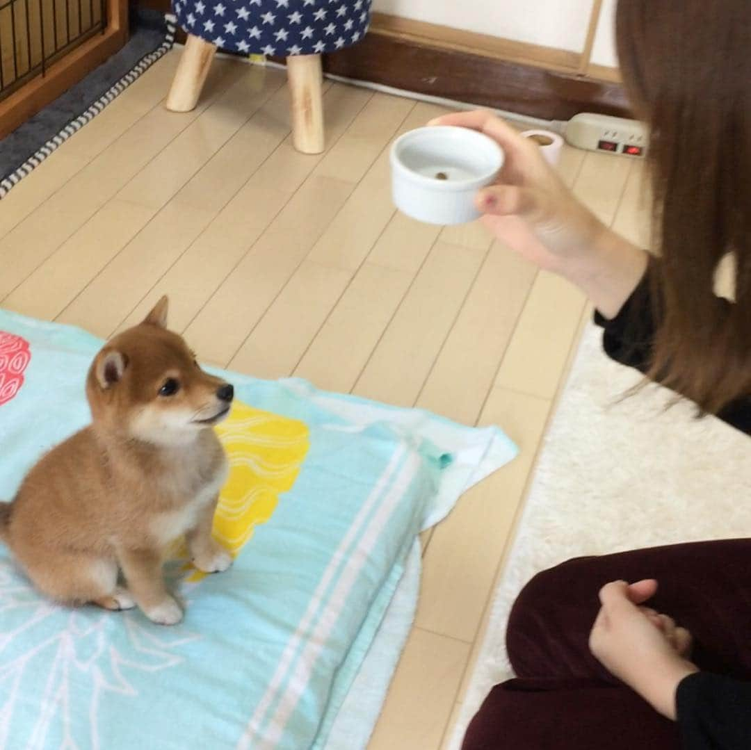 豆柴 サニーちゃんさんのインスタグラム写真 - (豆柴 サニーちゃんInstagram)「. . Good  morning〜おはよ〜🐻🍼💕 . 今日は木曜日なので パピさにたん☺️ . 我が家に来て1週間くらい。 生後2ヶ月ちょっと。 妹のみーちゃんが会いに来てくれたよ💕 . カリカリフードが食べたくて そわそわ🌀 . 当たり前だけど 全てが小ちゃいな〜💓💓 しっぽも細くて 頭はココットくらいだね🥰 . あ〜可愛い〜❣️ . 埼玉に引っ越しっちゃったみーちゃん また会いにいかなきゃね🐻🐾🚗 . . #ベイビーサニー #木曜日のパピーDAY #tbt💓 #生後2ヶ月ちょい #2montholdpuppy #食いしん坊バンザイ🙌 #愛おしいがとまらない #サニーとみーちゃん . #柴犬#豆柴 #赤柴 #まめしばいぬ#まめしば#いぬのきもち#ふわもこ部 #pecoいぬ部#pecotv#サンデイ#サンデイいぬ組#anicas #shiba_snap#todayswanko#west_dog_japan #shibainu #shiba#mameshiba#shibastagram #豆柴サニーちゃん」4月25日 10時08分 - sunny_rei_32