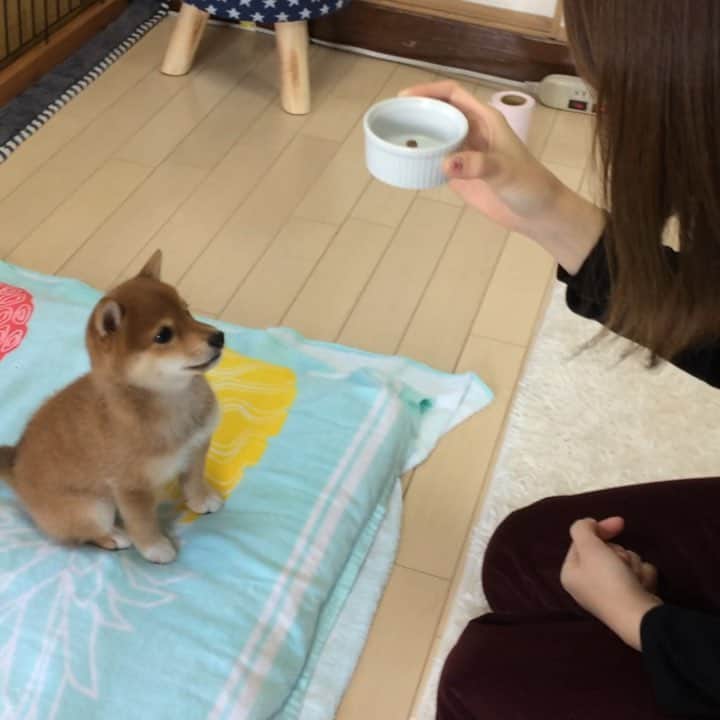 豆柴 サニーちゃんのインスタグラム