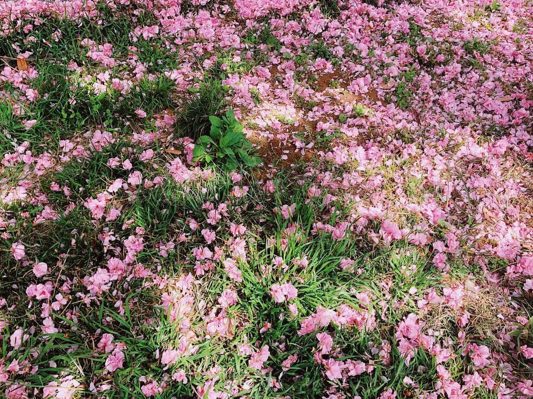中丸シオンさんのインスタグラム写真 - (中丸シオンInstagram)「Pink carpet. Rain rain go away!!! #🌸」4月25日 10時09分 - shion_joywasabi