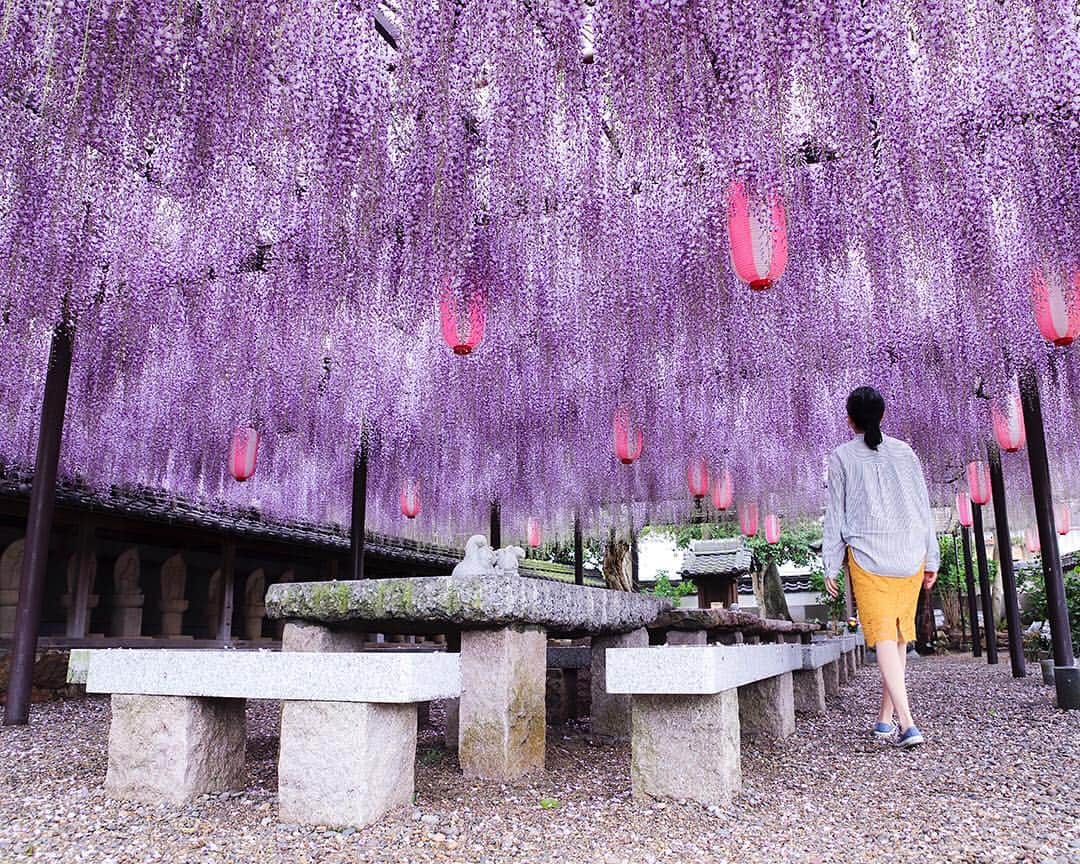 愛知県田原市さんのインスタグラム写真 - (愛知県田原市Instagram)「Best time!! 連休まで待てない～  #藤棚#満開#いい香り#見頃#今です！！ #たはら暮らし *  #渥美半島#田原市#田原#伊良湖岬#伊良湖#赤羽根 #tahara#irago#akabane #サーフィン#surfing#田舎暮らし#日々の暮らし#休日の過ごし方#スローライフ#instagramjaran#igersjp」4月25日 10時23分 - tahara_kurashi