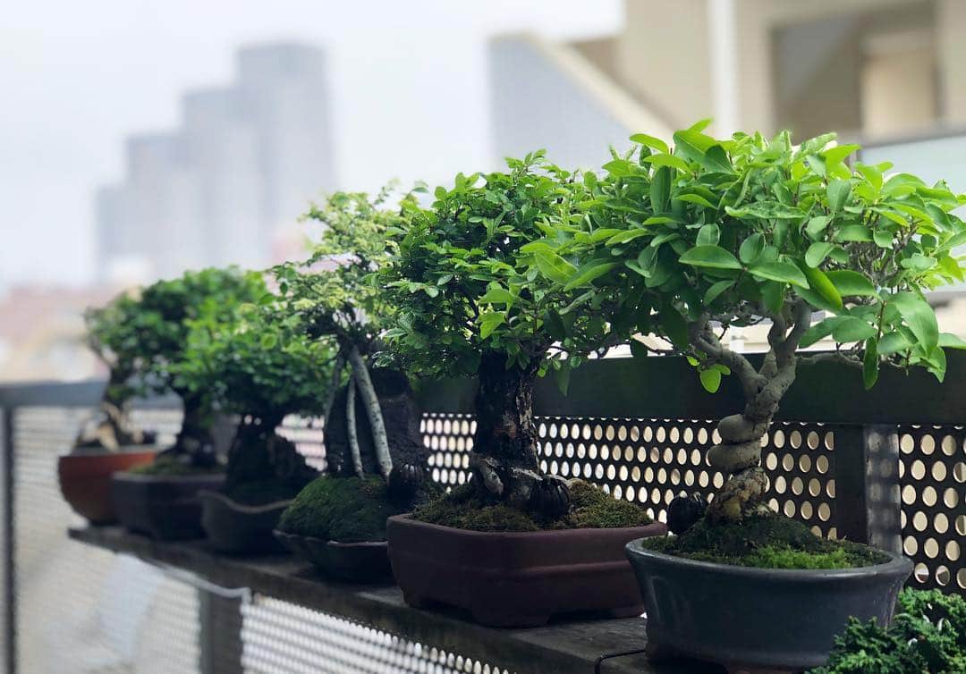 金成公信のインスタグラム：「曇りは曇りでまた良し。#盆栽 #bonsai #bonsaijapan #tree #plants #japanesebonsai #cloudyday #cloudy」