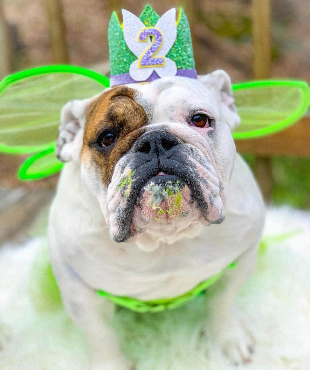 Bodhi & Butters & Bubbahさんのインスタグラム写真 - (Bodhi & Butters & BubbahInstagram)「Happy birthday to our friend Igloo!!! We love you @eggnogthebulldog 💕 thank you for always brightening our day 🎂🎈🎁 we hope you ate all the treats!!! . . . . #happybirthday #dogsofinstagram #bulldog #wednesday #birthday #girl #happy #smile #princess」4月25日 10時37分 - keonistuff