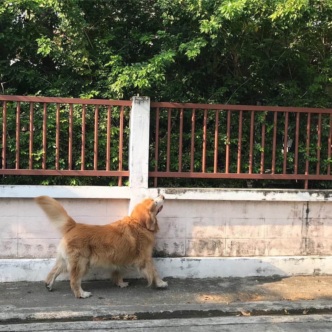 Hoykong&Plamuekのインスタグラム：「I know there’s a cat around here 😁 #hoykong มีแมวอยู่แถวนี้แน่ๆ ได้กลิ่นตุๆ 😜」