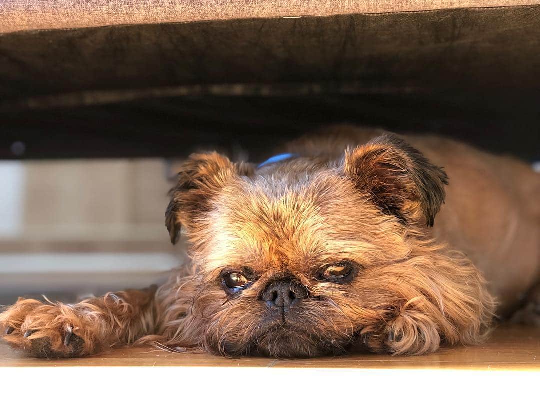 Digby & Aloのインスタグラム：「One of those days...」