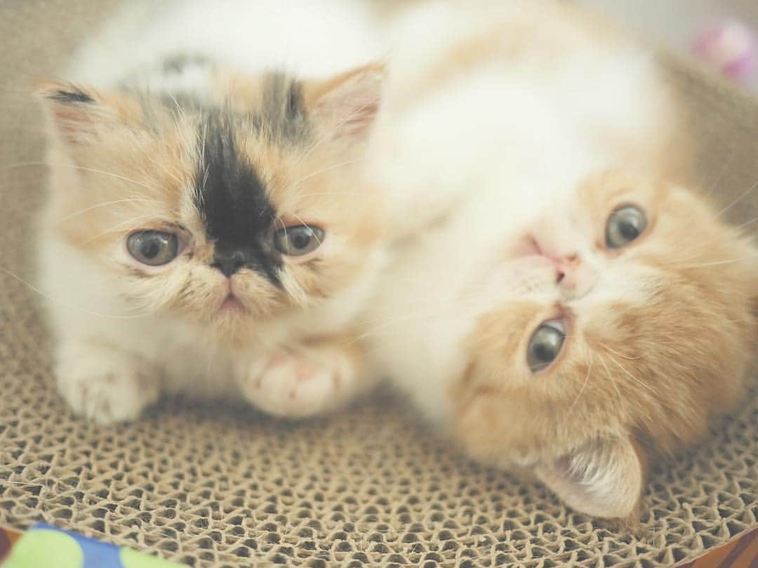 アン・カーティスのインスタグラム：「Our 2 little flat faces officially 2 months today. 🐱🐱 Hello, Little Mogwai and Pixie.」