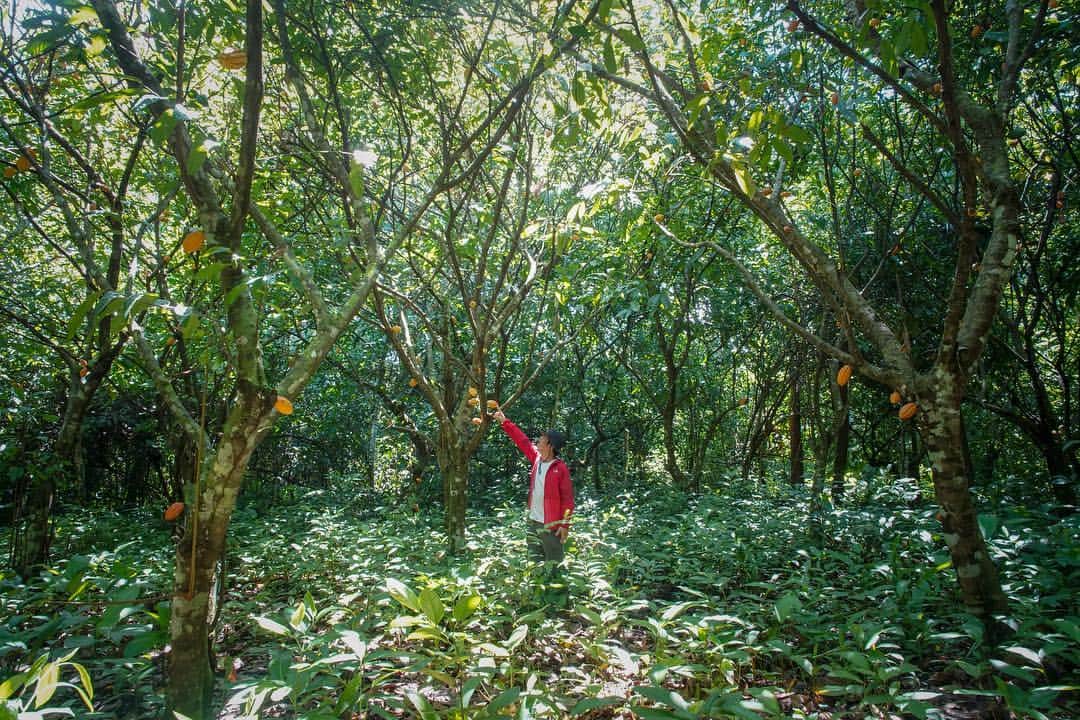 green bean to bar CHOCOLATEのグルメインスタ