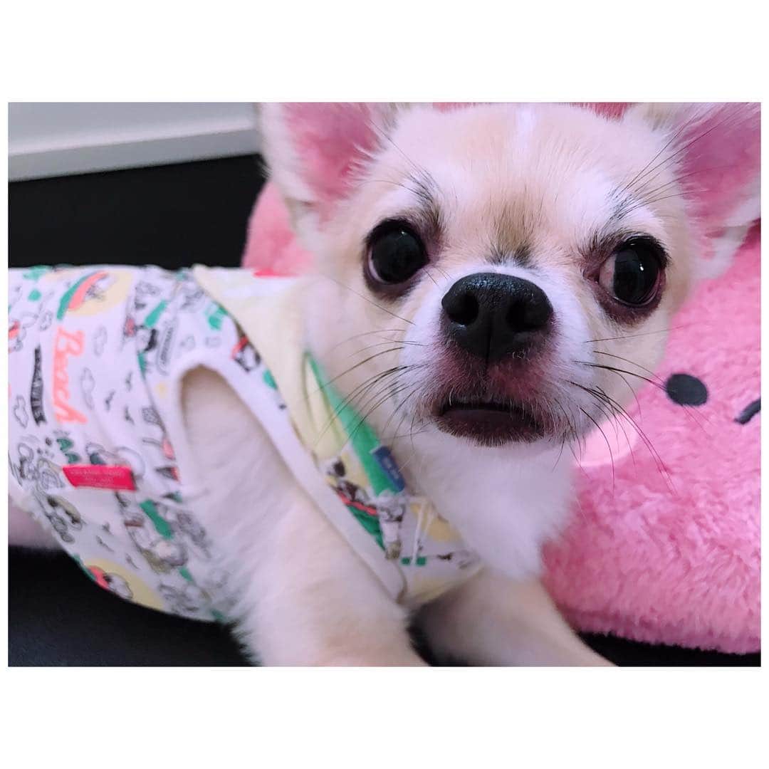 有明ゆなさんのインスタグラム写真 - (有明ゆなInstagram)「甘えん坊ろみさん(〃ω〃) . . . . #愛犬 #ちわわ #ちわすたぐらむ #ちわわ大好き #ちわわせ #ちわわ画像 #チワワ #チワワちゃん #チワワ部 #チワワ画像 #チワワ大好き #チワワ多頭飼い #チワワ写真 #dog #dogstagram #instadog」4月25日 11時46分 - ariake_yuna
