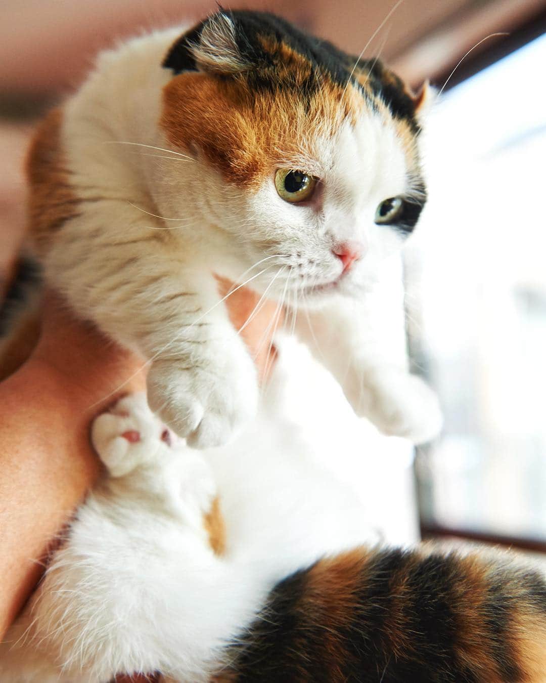 ねこさんのインスタグラム写真 - (ねこInstagram)「雑誌「ねこ 110号」で取材させて頂いた @sanchelove さん家のうららちゃん💕編集長が特に気に入っているショットがこちらの写真です😂❤️すごく可愛くないですか？！このなんともいえない切なげな表情…ふふふ、、たまらない🙈⤴︎💓 #neko_magazine #ねこ #猫 #ネコ #catstagram #cat #ねこマガジン #NEKONOBA」4月25日 17時29分 - neko_magazine