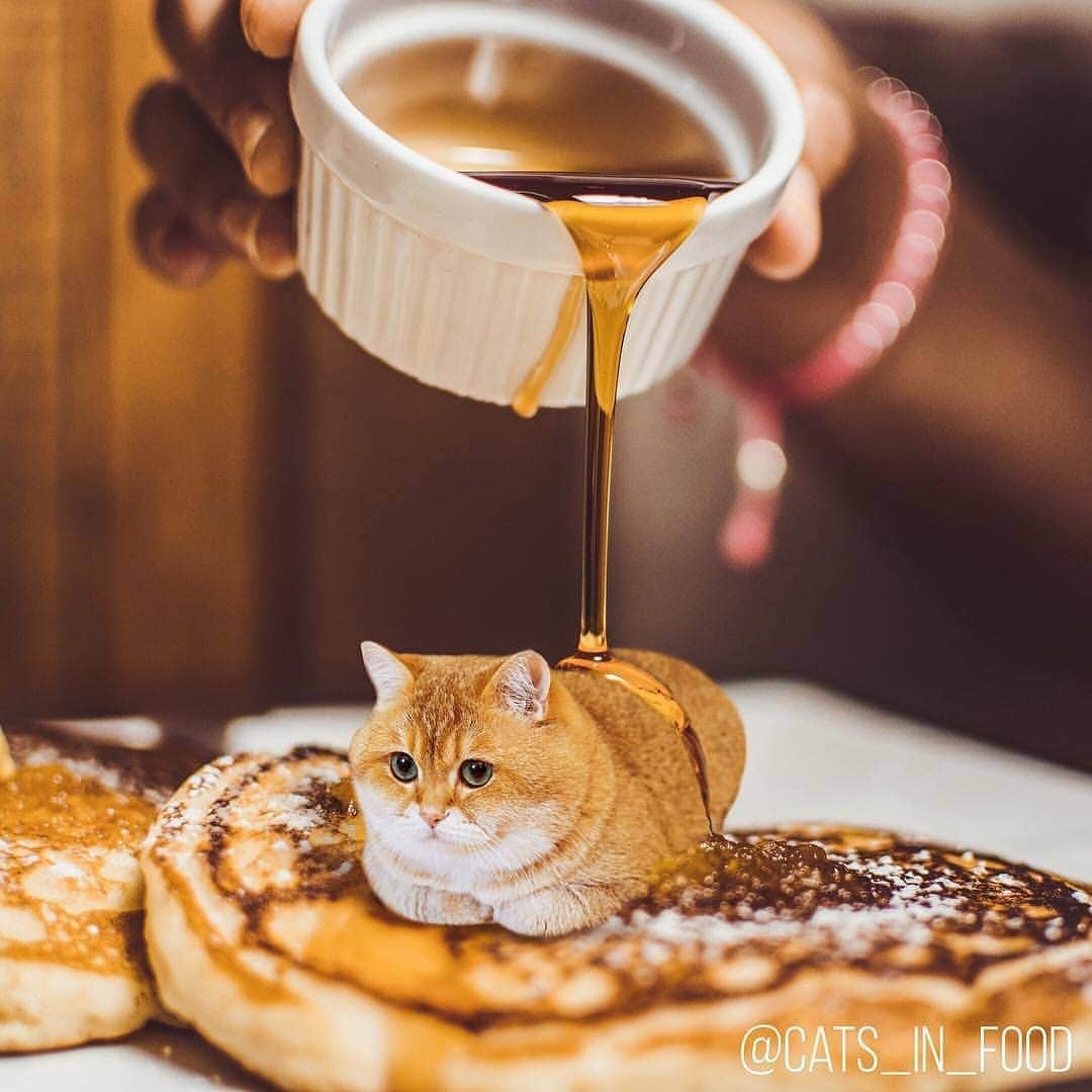 Aww Clubさんのインスタグラム写真 - (Aww ClubInstagram)「Combining 2 of my favourite things 🖥@cats_in_food with @hosico_cat @pisco_cat @ashyiluvu @smoky_hedwig @jennshaff912 @skywalker_the_princess @seattlemeowtropolitan @torch_british_shorthair @the_camouflage_master @torothetabby  #meowed #tabby #Britishshorthair #catsinfood #photoshop #avocato #taco」4月25日 17時30分 - meowed