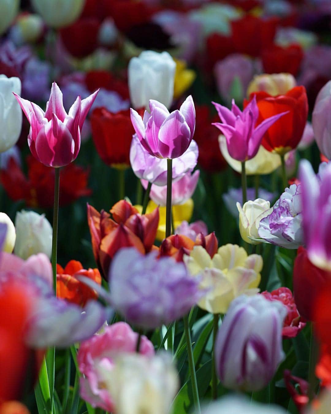 masayaさんのインスタグラム写真 - (masayaInstagram)「Tulips ひたち海浜公園  Hitachikaihin Park  #ひたち海浜公園 #japan #tulips #flowers #チューリップ」4月25日 13時00分 - moonlightice