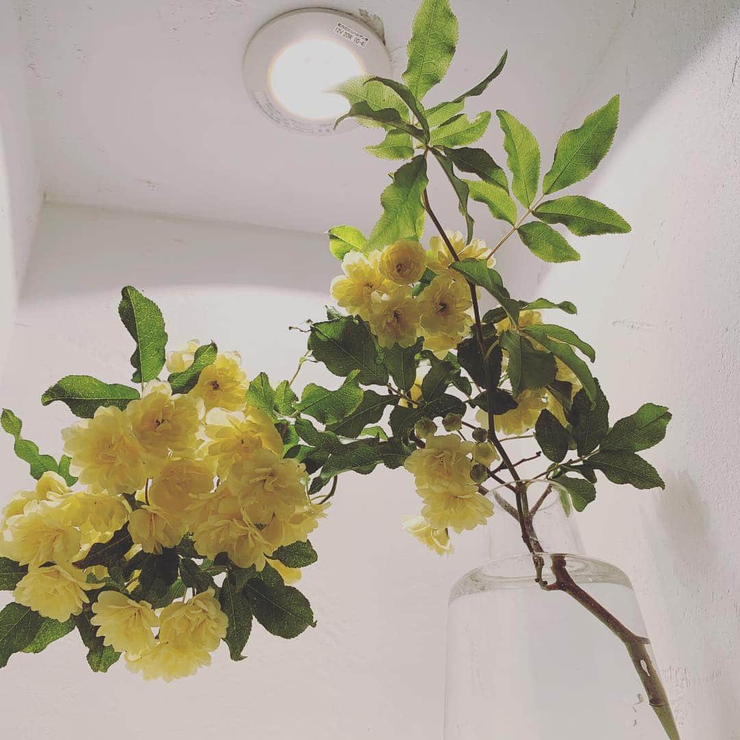 Yuka Mukaibayashiさんのインスタグラム写真 - (Yuka MukaibayashiInstagram)「#モッコウバラ . １階のことりさんから、お裾分けしてくれました^_^ . 綺麗な黄色いモッコウバラです。 . . これこら続々と色々なお花が咲いてきますね＾＾ . 楽しみです♪ . . . 身体を整え、コリや疲れもホッと楽に . ブログとホームページはこちら ご覧ください♪ . ✨esthe Ruang ブログ https://ameblo.jp/ruang-esthe . ✨esthe Ruang HP http://ruang.jimdo.com .  #エステるあん #大垣市  #ボディ #フェイシャル #プライベートサロン #完全予約制 #アンチエイジング #お客様の笑顔 #Ｏ2クラフト #ミレイ #高濃度酸素オイル #疲労回復 #小顔効果  #たるみ #疲れ #パワーレメディ #バランスリフト #肩こり #首こり #背中が重い #ボディメイク #リフトアップ #女子力アップ  #むくみ #スッキリ」4月25日 13時24分 - ruang2013510