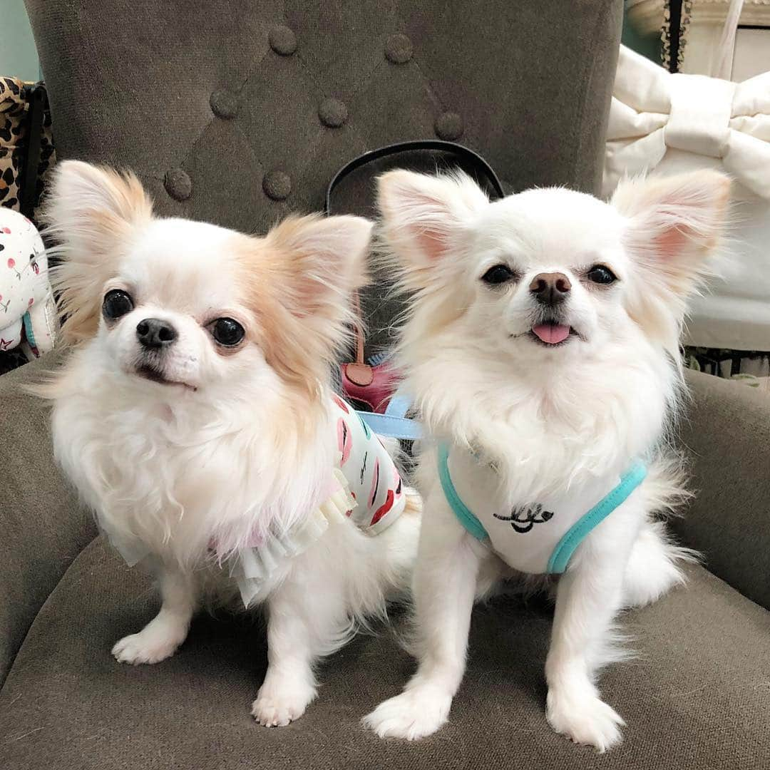 tetoyanyanさんのインスタグラム写真 - (tetoyanyanInstagram)「Cute friends﻿﻿ ﻿﻿﻿﻿ ﻿﻿ ﻿﻿ テトやん♡チャイくん♡﻿ ﻿﻿ ﻿﻿ ﻿﻿﻿﻿ #チワワ#dogstagram#petstagram#petoftheday#instachihuahua#chihuahuaofinstagram#chihuahualove#chihuahualover#chihuahua#chihuahuas#ちわわ#チワワ#ロングコートチワワ#igersjp#イヌスタグラム#dogfashion#onlychihuahuas#chihuahualife#chihuahuafanatics#puppystagram#cutepetclub#igcutest_animals#ふわもこ部﻿」4月25日 13時40分 - tetoyanyan