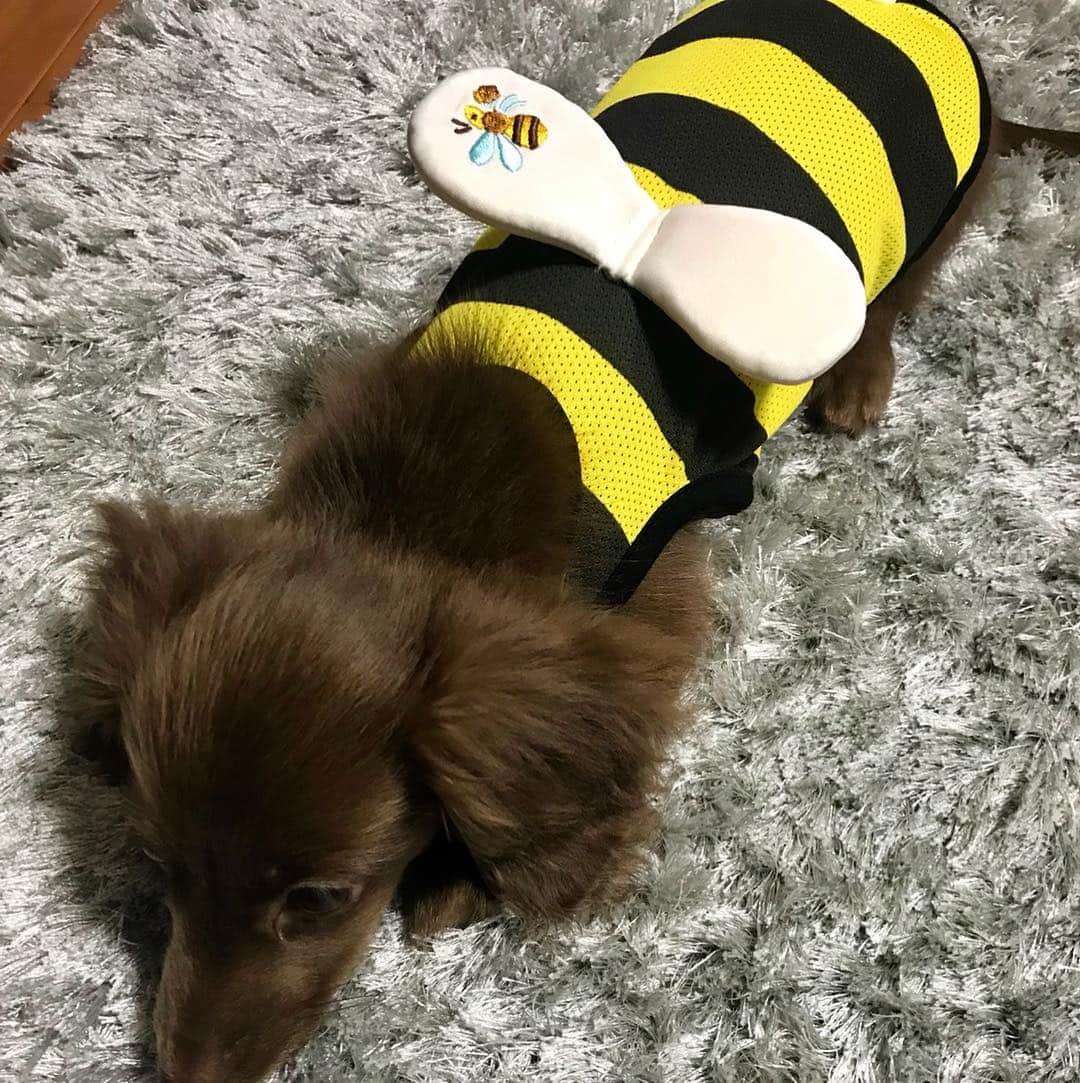 北見寛明のインスタグラム：「蜂 #服着せてみた #蜂 #気に入ったみたい #ふざけてる #犬 #仔犬 #ミニチュアダックス #dog #dogs #dogstagram #dogsofinstagram #dogs_of_instagram #dachshund #dachshund_love #dachshund_feature #dachshundgram #dachshundpuppy #dachshundlife」