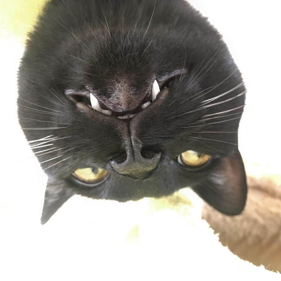 しおやてるこさんのインスタグラム写真 - (しおやてるこInstagram)「ニャンモックのくろすけ #黒猫」4月25日 14時07分 - shiochin1129