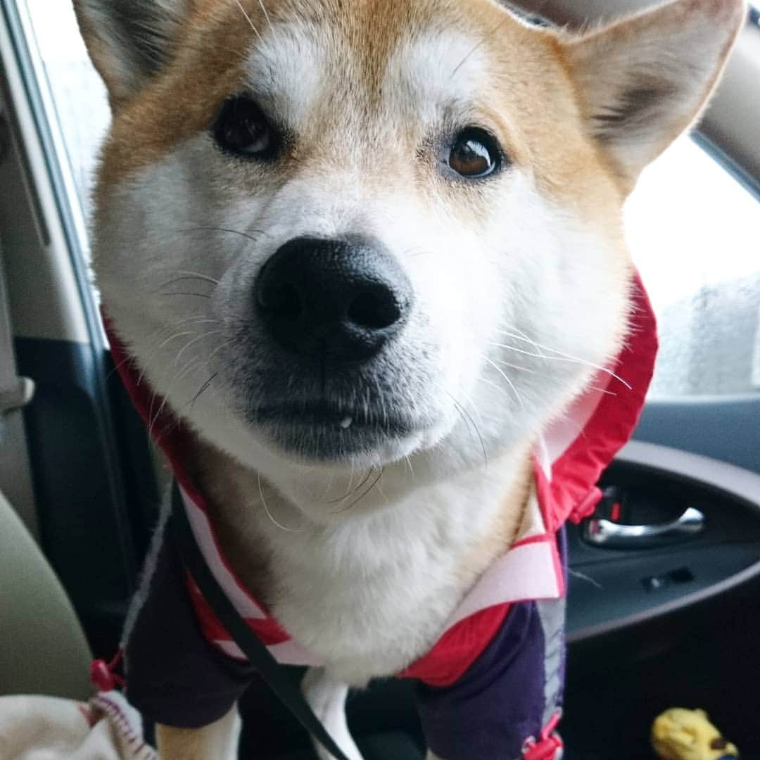 柴犬⭐️サスケさんのインスタグラム写真 - (柴犬⭐️サスケInstagram)「こんにちわん #雨ん歩 #雨#カッパ#カッパ隊#結局裸になりました#動かない  #朝ん歩 #茶助#柴犬 #赤柴#わんだフォ #犬ら部 #ふわもこ部 #pecoいぬ部  #shibagram」4月25日 14時08分 - shiba20150405