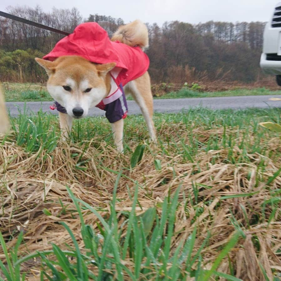 柴犬⭐️サスケさんのインスタグラム写真 - (柴犬⭐️サスケInstagram)「こんにちわん #雨ん歩 #雨#カッパ#カッパ隊#結局裸になりました#動かない  #朝ん歩 #茶助#柴犬 #赤柴#わんだフォ #犬ら部 #ふわもこ部 #pecoいぬ部  #shibagram」4月25日 14時08分 - shiba20150405