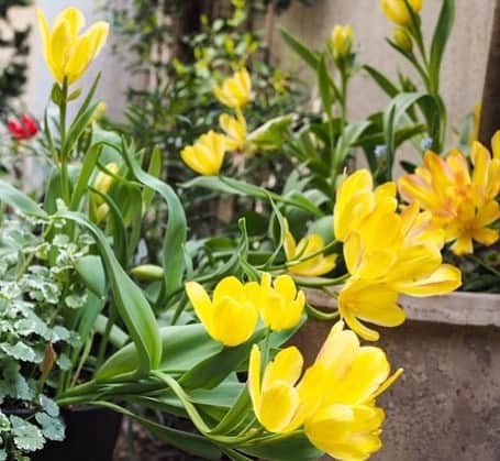 奥薗壽子さんのインスタグラム写真 - (奥薗壽子Instagram)「一本の軸に複数の花をつけるチューリップ。私の育て方が悪いのか、花の重みで自立できません💦これから花の色が赤に変わるみたいです。アグレッシブっていうか、我が道を行っているというか😅🌷🌷 ＊ #花 #ガーデニング #花好きな人と繋がりたい #チューリップ」4月25日 14時09分 - to_ohana