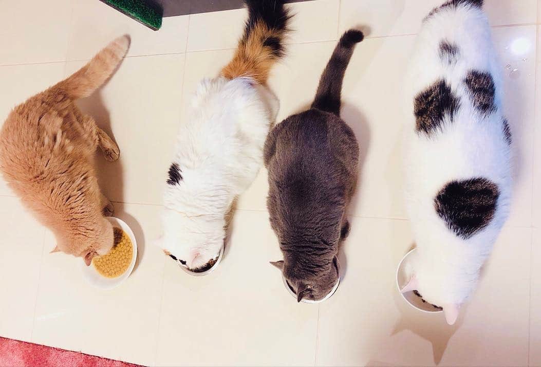 東なつ紀のインスタグラム：「にゃんにゃんにゃんぶひ #三毛猫のオス #猫 #多頭飼い #まさぶりあずグラム #エキゾチックショートヘア #ブリティッシュショートヘア #マンチカン  #Munchkin  #exoticshorthair #britishshorthair #マンチカン短足  #ねこ  #ネコ  #cat  #ネコ部  #短足  #顔ぺちゃ #猫好きさんと繋がりたい  #猫のいる暮らし  #短脚猫 #曼基康猫 #ねこ休み展 に出たい」