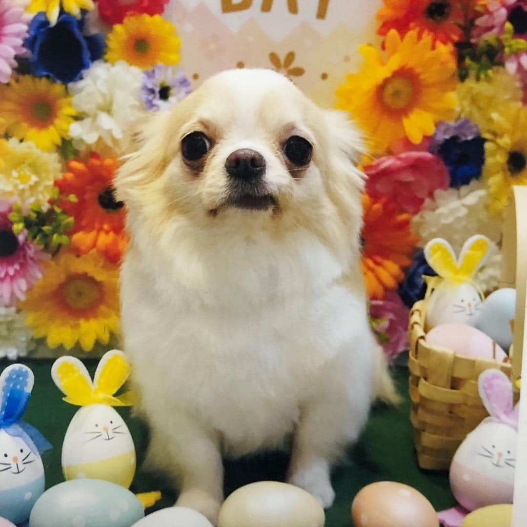 青山愛菜さんのインスタグラム写真 - (青山愛菜Instagram)「今日のお天使 #きなこ #Chihuahua」4月25日 14時36分 - ainamnsl