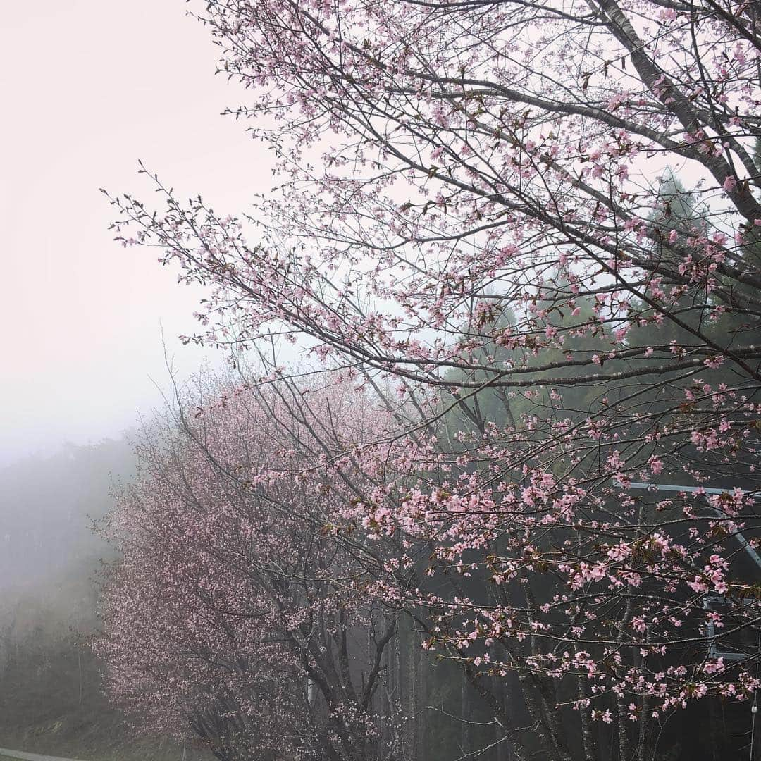 上野樹里さんのインスタグラム写真 - (上野樹里Instagram)「きれいな桜。幻想的です。 #桜 #箱根山展望台 #陸前高田 #監察医朝顔」4月25日 14時37分 - _juri_art_