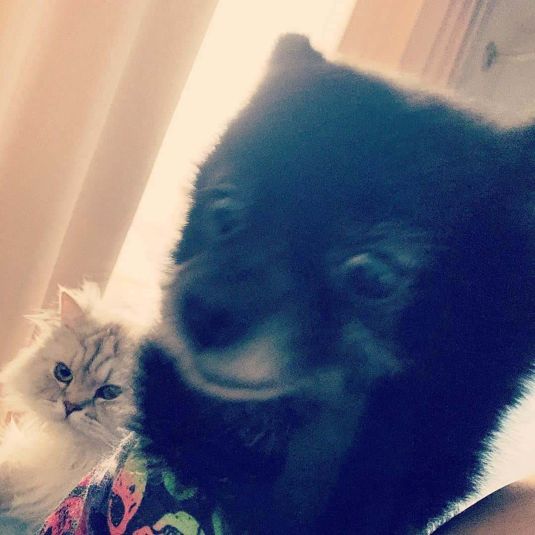 SATOKOさんのインスタグラム写真 - (SATOKOInstagram)「朝起きた瞬間毎日こう。ホテルにいると誰もいないからさみちい(*´Д｀*) 今日はさや姉2日目！楽しみ♡ #犬と猫どっちも飼ってると毎日たのしい #山本彩全国ツアー #imready」4月25日 14時42分 - fc_satoko