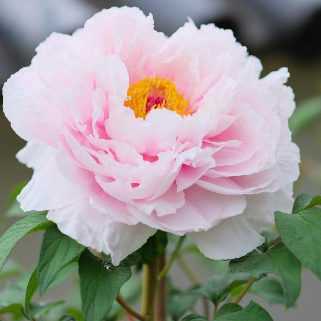 奈良 長谷寺 / nara hasederaのグルメインスタ