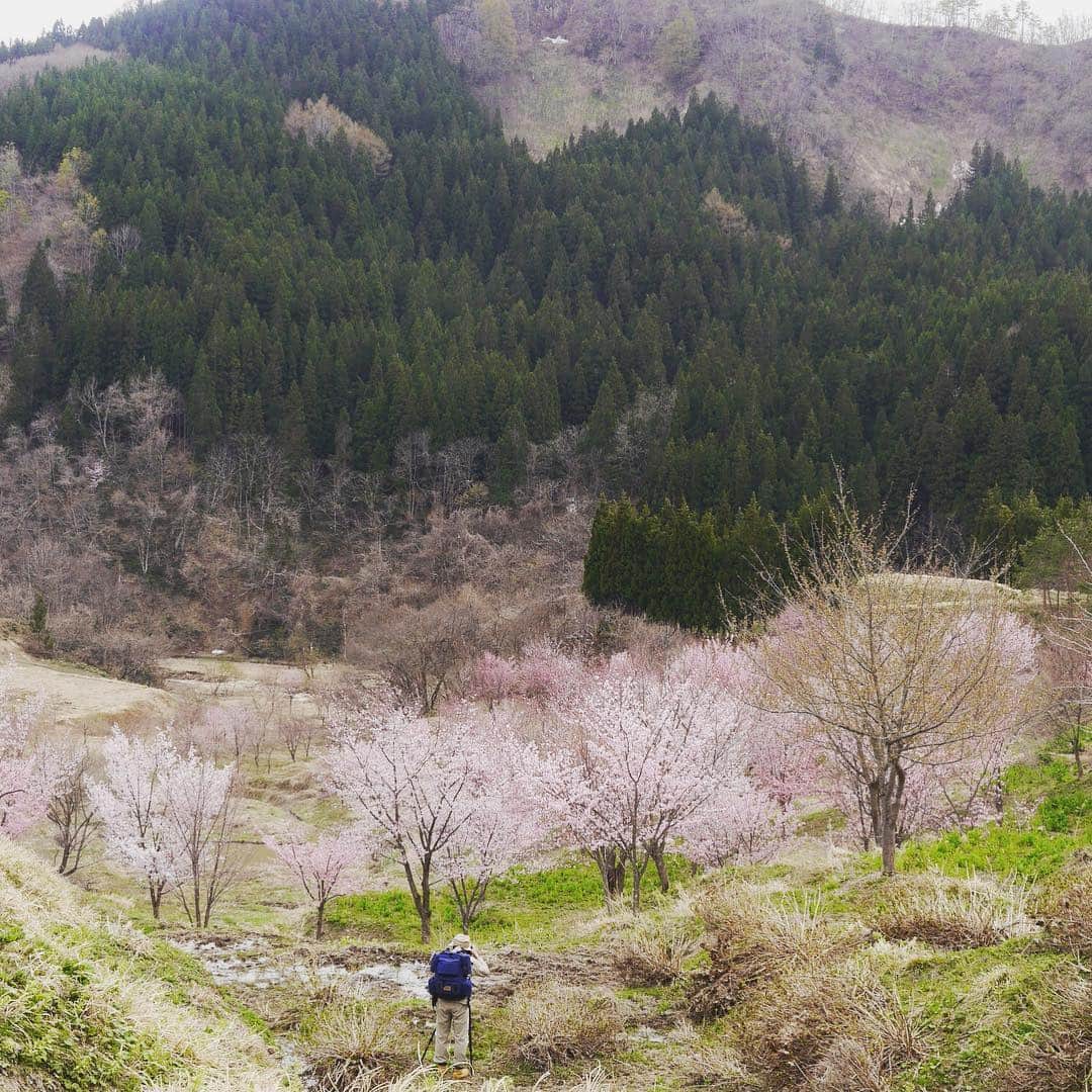 Rediscover Fukushimaさんのインスタグラム写真 - (Rediscover FukushimaInstagram)「Wild cherry blossoms in the mountains of Kitakata! 🌸」4月25日 15時38分 - rediscoverfukushima