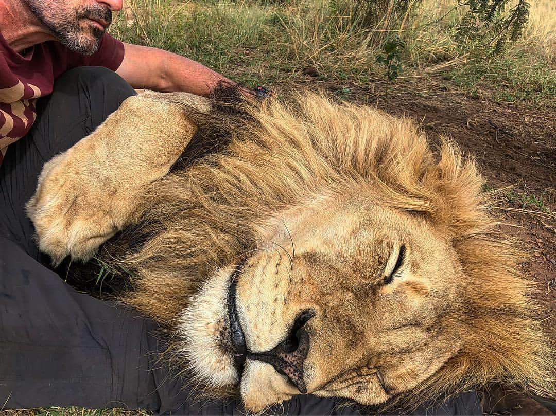 Kevin Richardson LionWhisperer のインスタグラム