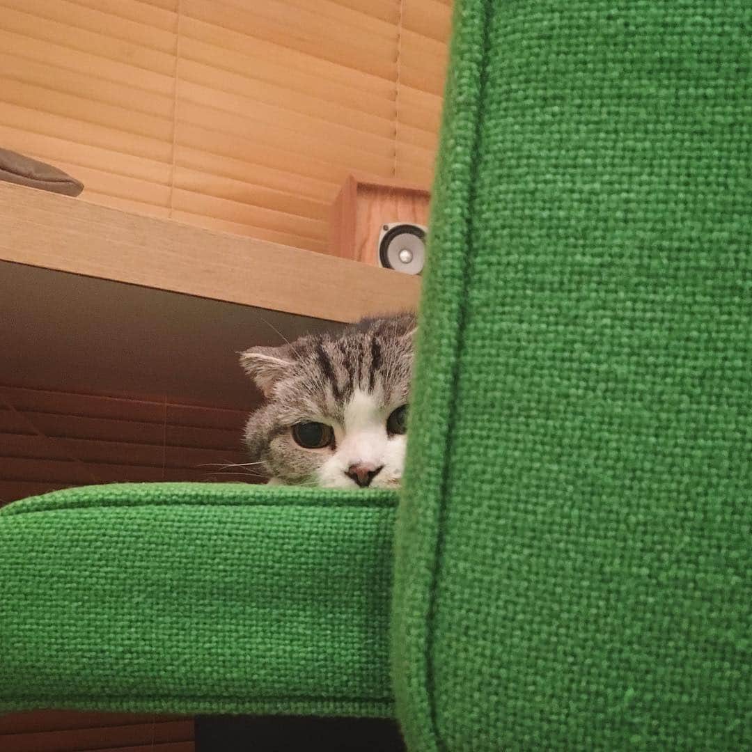 ミツバ&フックさんのインスタグラム写真 - (ミツバ&フックInstagram)「もう寝るよ  #ilovecat #cat」4月26日 1時06分 - umelon_instagram