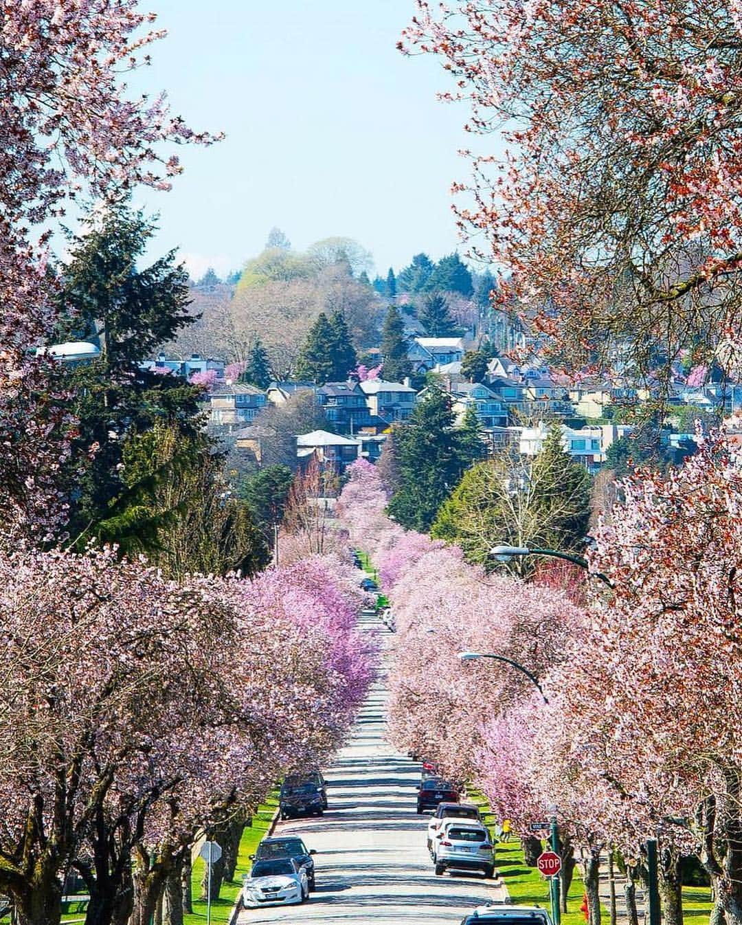 Explore Canadaさんのインスタグラム写真 - (Explore CanadaInstagram)「British Columbia is looking pretty in pink this spring! Swipe right for a few of our favourite #ExploreCanada photos. The Metro Vancouver area and Vancouver Island are home to thousands of cherry trees that blossom from mid-March through mid-April, weather dependent. Until April 28, learn more about the history of the trees and Japanese heritage, during the Vancouver Cherry Blossom Festival (@cherryblossomfestyvr). #ExploreCanada 📷: @joepydo 📷: @dnleeming_images 📷: @instagramvancouver 📷: @stephsnelling 📍: @inside_vancouver, @tourismvictoriabc, @hellobc . Abonnez-vous à @explorezsansfin pour voir nos publications en français! . #cherryblossoms #ExploreBC #VeryVancouver #ExploreVictoria #spring」4月26日 1時37分 - explorecanada