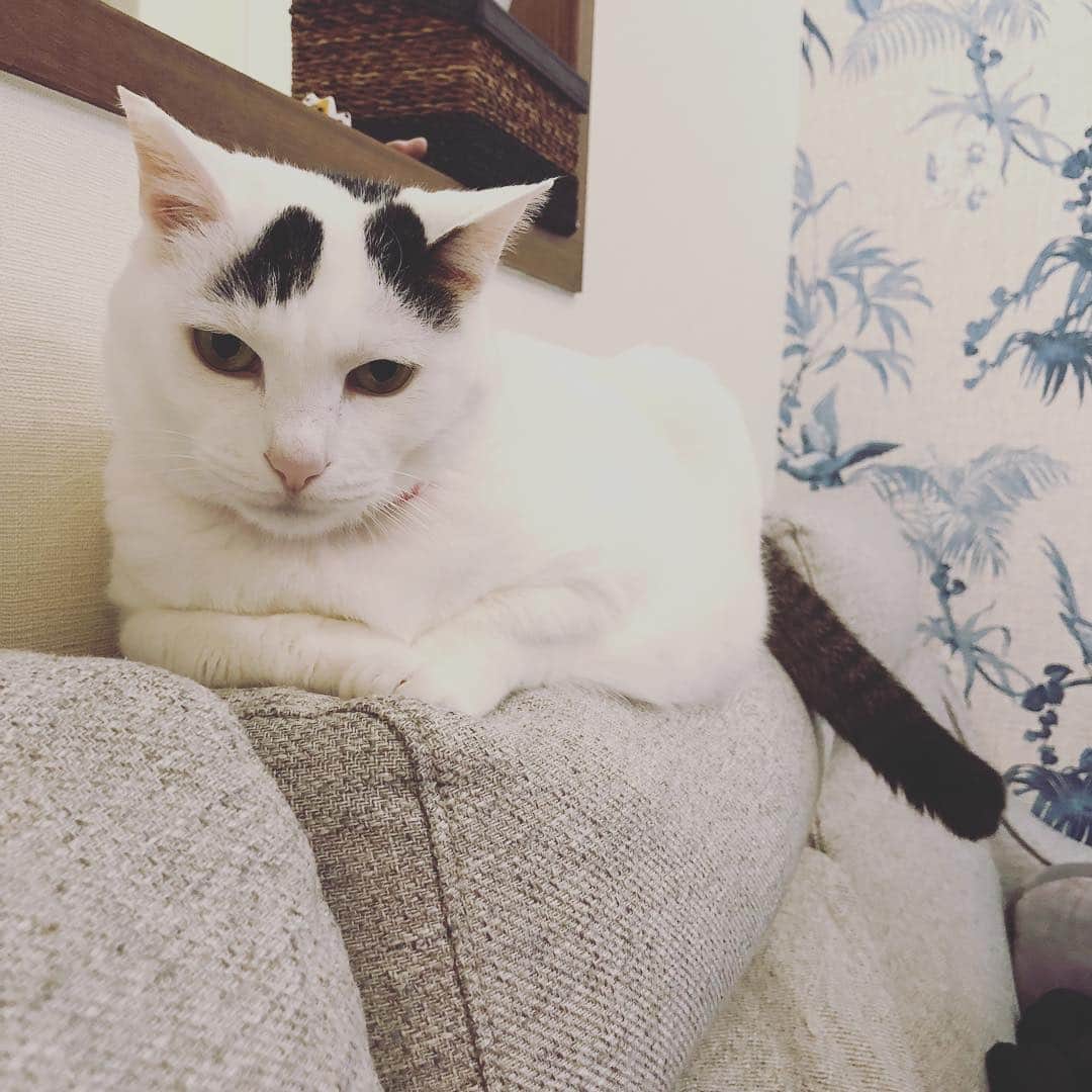 Siznaのインスタグラム：「#dura #cat #づら #猫 #sizna #雑種 #元地域猫 #ヅラ #ヅラ猫 #ヅラ猫部 #にゃんスタグラム #猫変態を増やそうの会 #ソファー」
