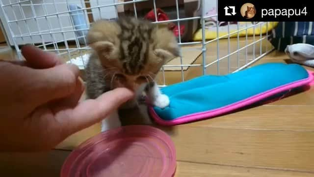 ねこのインスタグラム