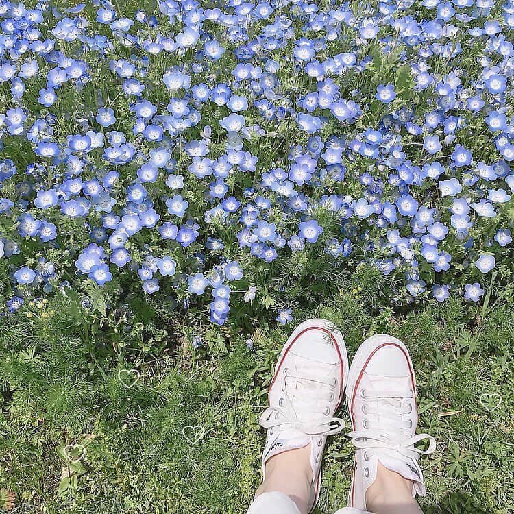 ローリエプレス編集部さんのインスタグラム写真 - (ローリエプレス編集部Instagram)「儚くて淡いブルーの小さなお花“ネモフィラ”を見にいきたい♡　﻿ ﻿ 3月から5月にかけて開花するネモフィラ。﻿ 2019年はゴールデンウィークに見頃のピークを迎えるよ！﻿ ﻿ ﻿ 花ことばは「可憐」……♡﻿ ネモフィラ畑へお出かけしたら、あなたの可憐さをアップさせてくれるかも！﻿ ﻿ おでかけスポット﻿ ❤︎首都圏：国営ひたち海浜公園﻿ ❤︎関西：大阪まいしまシーサイドパーク﻿ ❤︎関西：鶴見緑地公園 ﻿ ﻿ ﻿ Photo by﻿ @aichii_i @___peterpanda_honey_ @utena_marie @__aika1211 ﻿ Thank you...🙏💕 ﻿ ﻿ #ローリエプレス #ネモフィラ畑」4月25日 17時52分 - laurier_press