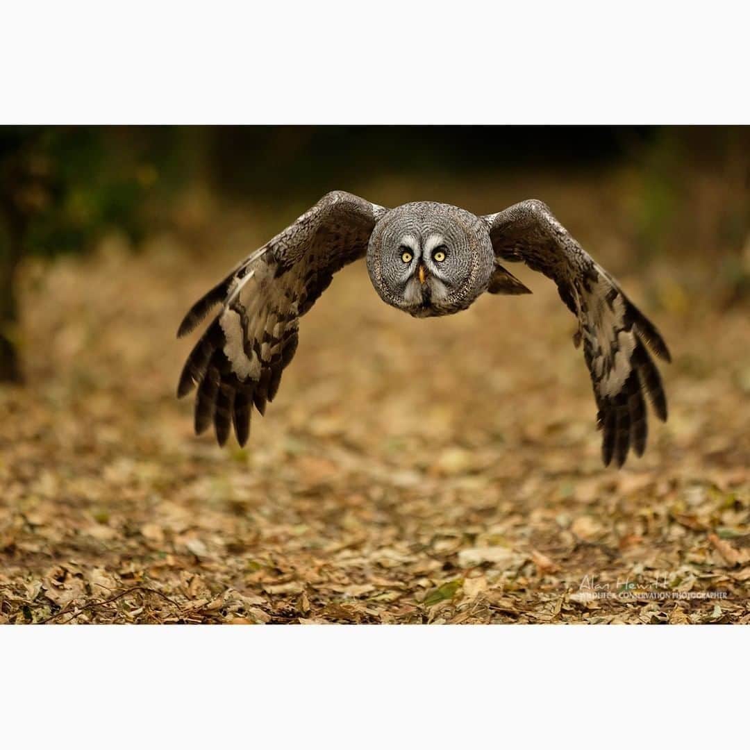 FUJIFILM INDONESIAさんのインスタグラム写真 - (FUJIFILM INDONESIAInstagram)「A Great Grey Owl.  Captured using X-H1 Lens XF200mmF2 R LM OIS WR  Photo by: @alanhewittphoto  #Fujifilm_id #GoFUJIFILM #XH1 #XF200 #ShootingMomentsMakingStories」4月25日 18時00分 - fujifilm_id