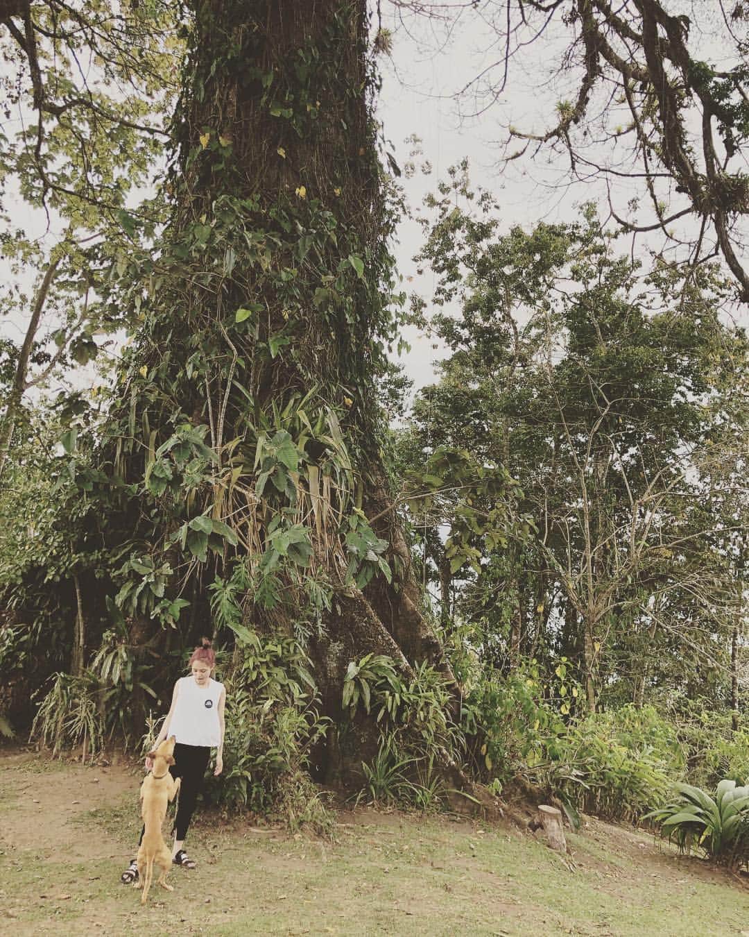 川口春奈さんのインスタグラム写真 - (川口春奈Instagram)「木といぬとあたしと。」4月25日 18時01分 - haruna_kawaguchi_official