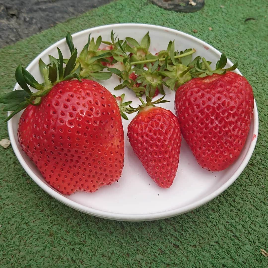 松本康太さんのインスタグラム写真 - (松本康太Instagram)「『いちご狩り』１週間前ここに来たけど、めちゃくちゃ美味しいイチゴだったのでまたすぐ来てしまったのです(^-^)♪ 大きくて甘いイチゴがたくさん♪※最後の写真は小さく見えるのがスーパーで売ってる通常の大きさなのです♪  #いちご狩り #苺 #順子のいちご園 #千葉 #プライベート #旅 #レギュラー松本 #あるある探検隊 #ジョイマン #ジョイマン高木くん #ハローケイスケ さん #ストロベリー」4月25日 18時23分 - aruarutankentai.matsumoto