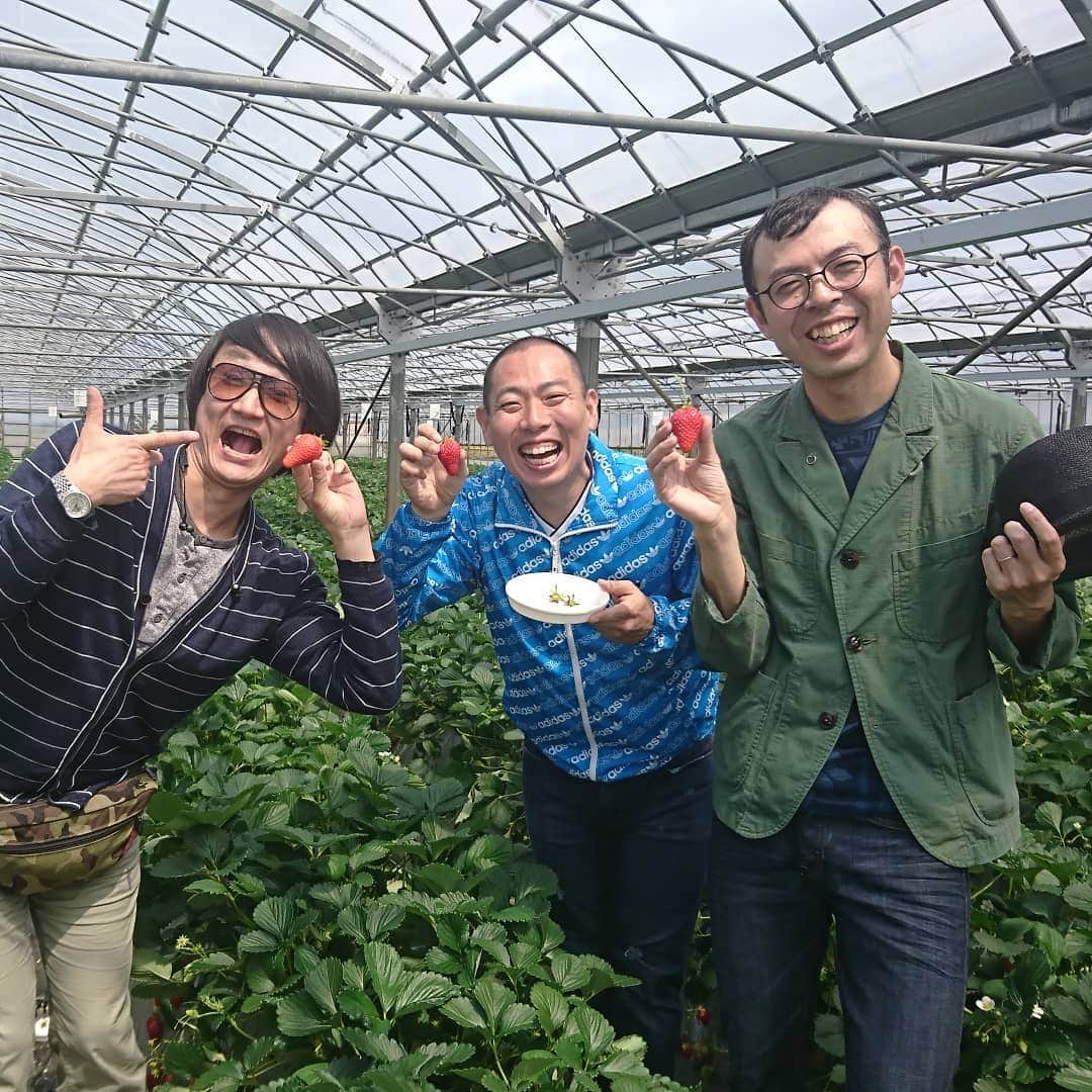 松本康太さんのインスタグラム写真 - (松本康太Instagram)「『いちご狩り』１週間前ここに来たけど、めちゃくちゃ美味しいイチゴだったのでまたすぐ来てしまったのです(^-^)♪ 大きくて甘いイチゴがたくさん♪※最後の写真は小さく見えるのがスーパーで売ってる通常の大きさなのです♪  #いちご狩り #苺 #順子のいちご園 #千葉 #プライベート #旅 #レギュラー松本 #あるある探検隊 #ジョイマン #ジョイマン高木くん #ハローケイスケ さん #ストロベリー」4月25日 18時23分 - aruarutankentai.matsumoto