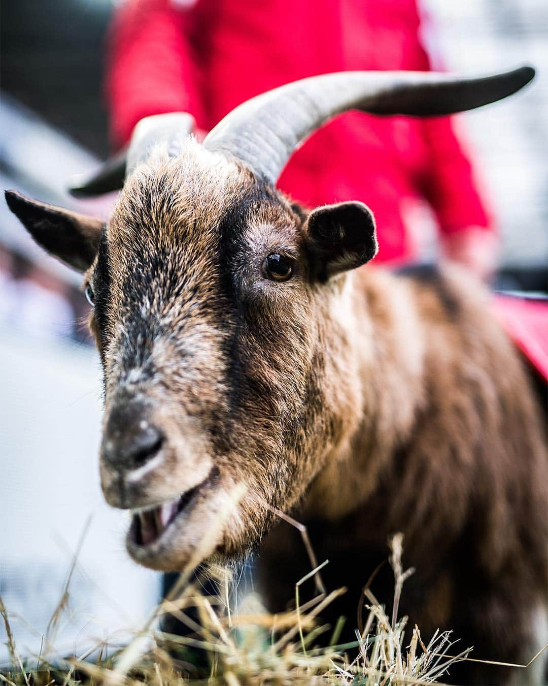 1.FCケルンさんのインスタグラム写真 - (1.FCケルンInstagram)「@hennes.viii ❤️⚪️ #effzeh #Köln #Kölle #Hennes #Heimspiel」4月25日 18時38分 - fckoeln