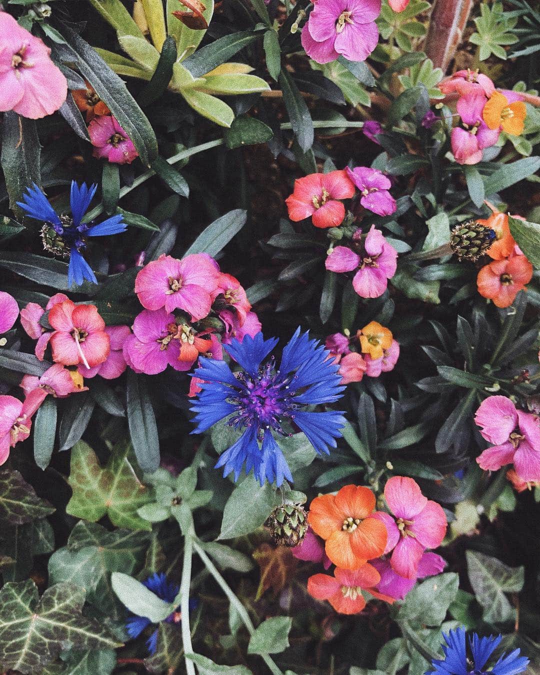 陣内勇人さんのインスタグラム写真 - (陣内勇人Instagram)「. ブルーベースか イエローベースか 自然界は そんな分別しない。 . #flower #colorful」4月25日 18時55分 - hayato.jinnouchi