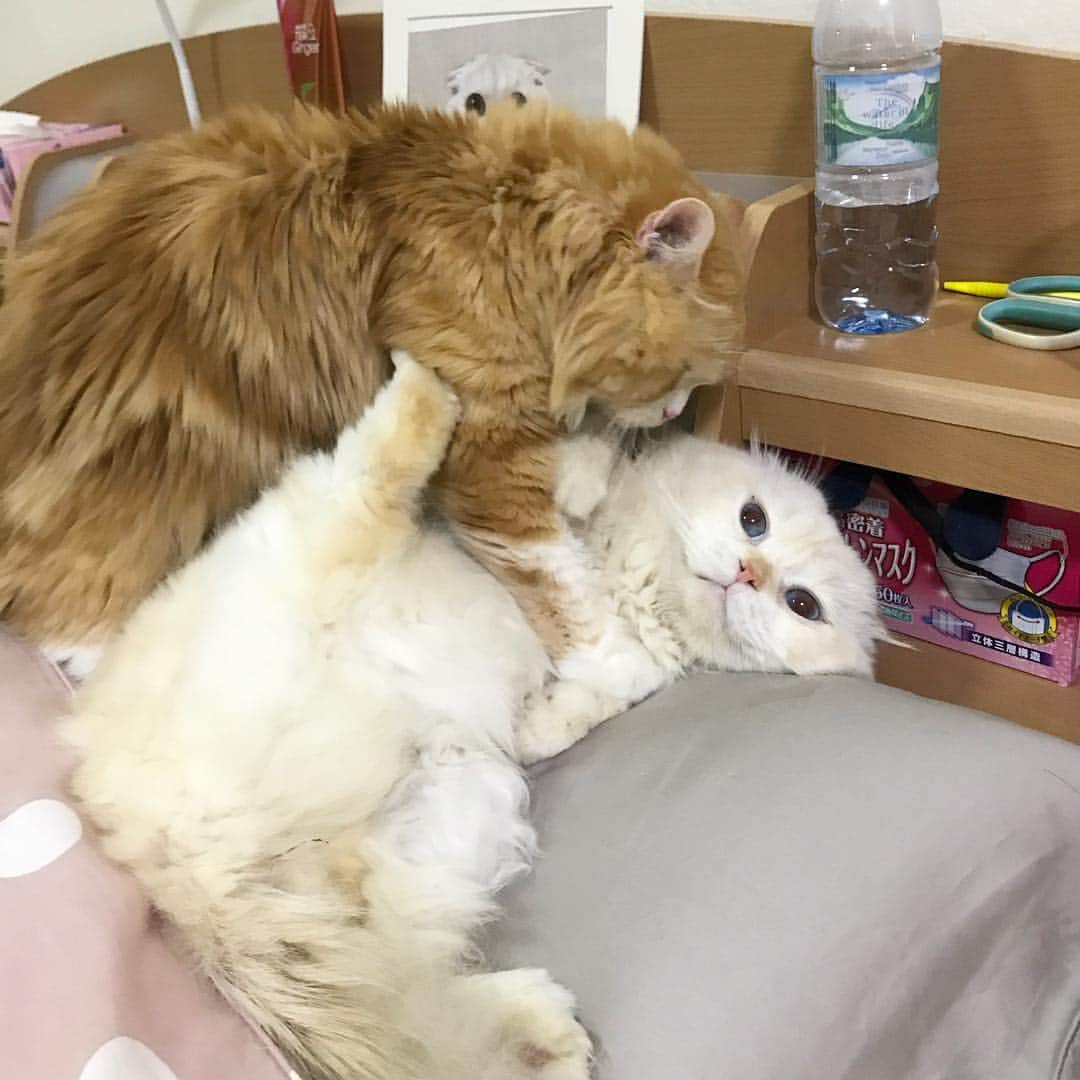 Haruのインスタグラム：「You can’t kiss me! We are boys. Both of us!! 😑😘 #gentleharper #โว้ยยยย #อย่ามาหอมช้านนนนน #เอาตีนยันไว้ก่อน」