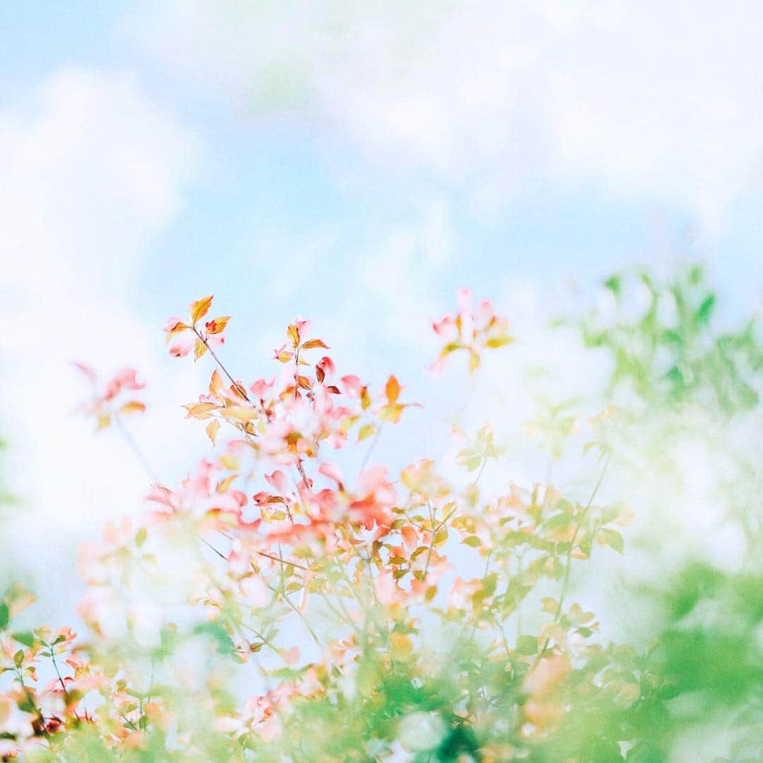 fuka_09さんのインスタグラム写真 - (fuka_09Instagram)「﻿ ﻿ In full bloom﻿ ﻿ #ハナミズキ﻿ #花水木﻿」4月25日 19時03分 - fuka_09